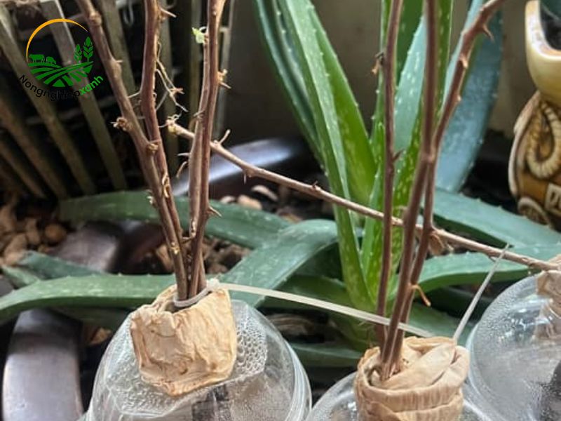 cách trồng hoa giấy sau khi giâm