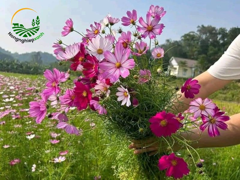 cách trồng hoa sao nhái nhanh nở