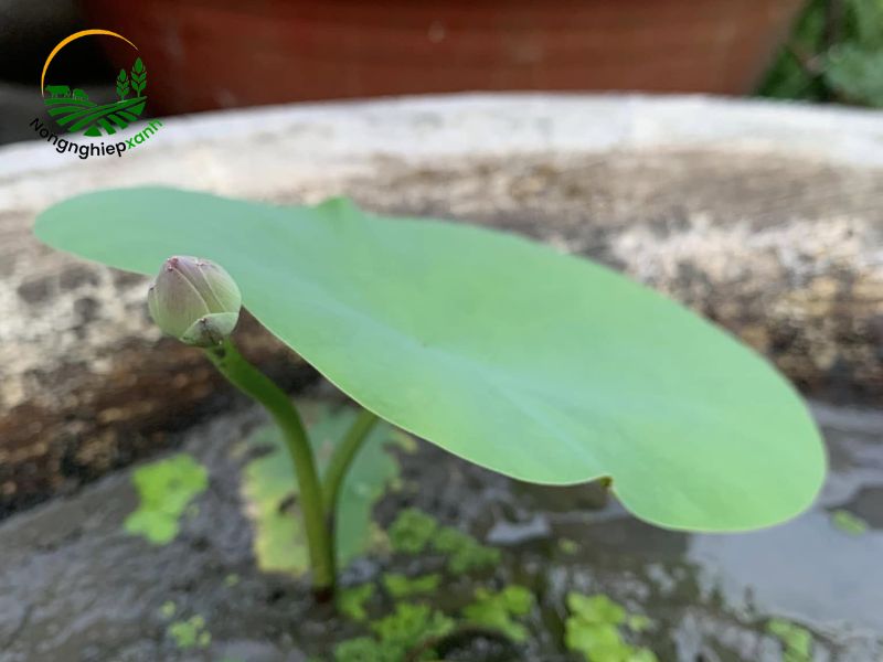 cách trồng hoa súng mini