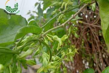 Cách trồng hoa thiên lý