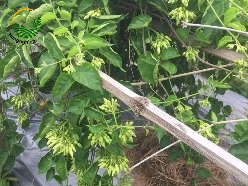 cách trồng hoa thiên lý bằng dây