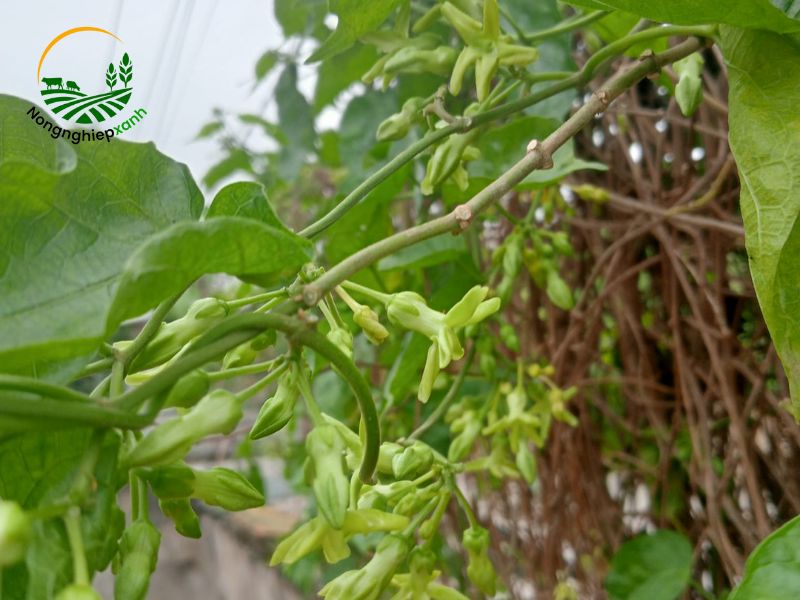 Cách trồng hoa thiên lý