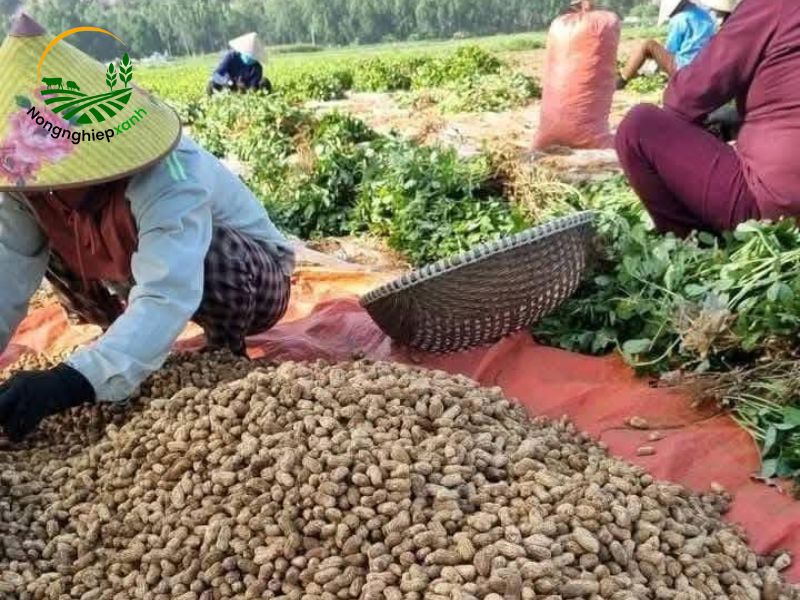 Hướng dẫn cách trồng lạc nhiều củ mới hiệu quả cao