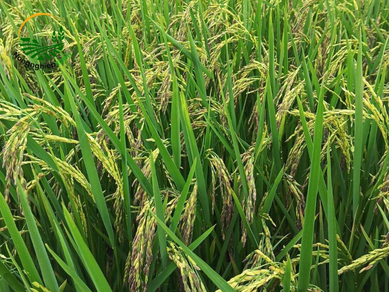 cách trồng lúa