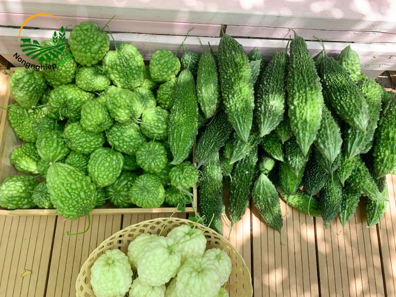 Cách trồng mướp đắng (khổ qua)