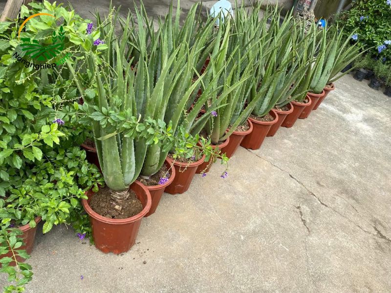 Cách trồng nha đam bằng lá