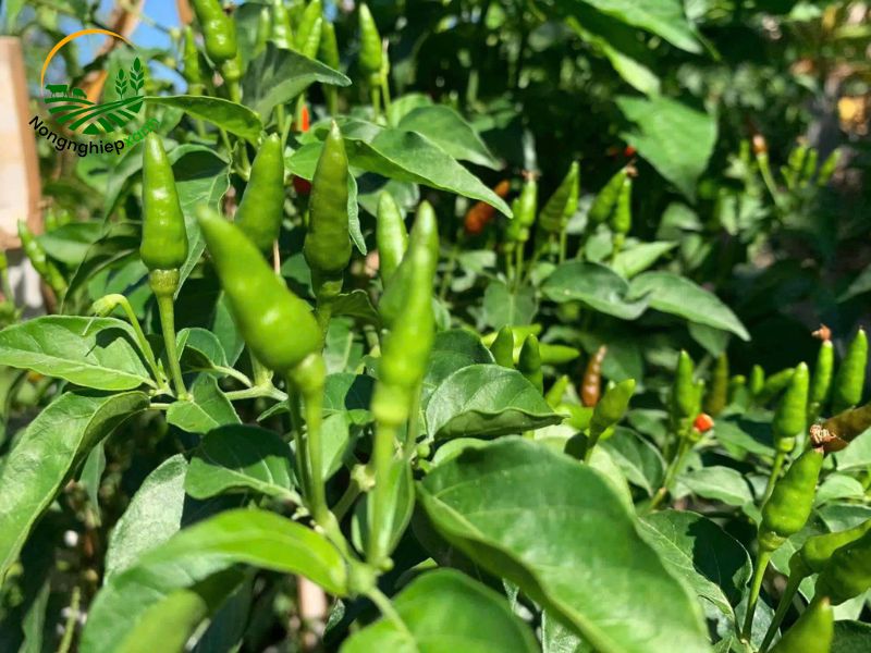 Cách trồng ớt bằng hạt đơn giản