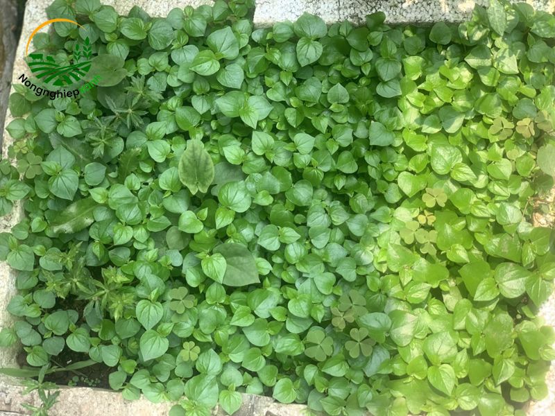 Cách trồng rau càng cua từ hạt