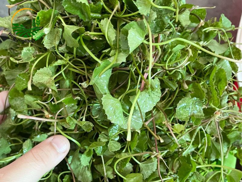 Cách trồng rau má bằng hạt