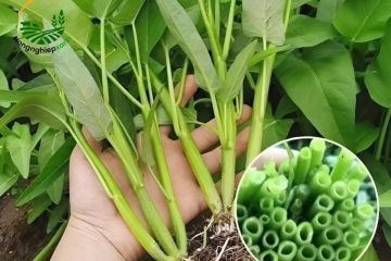 Cách trồng rau muống bằng cành