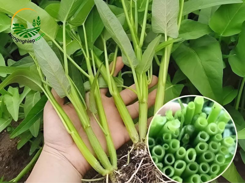 Cách trồng rau muống bằng cành