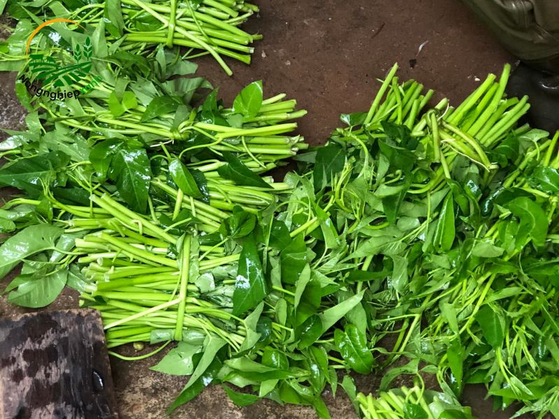 Cách trồng rau muống nước thủy canh
