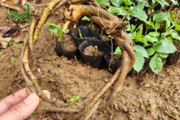trồng sắn dây xen canh với rau màu