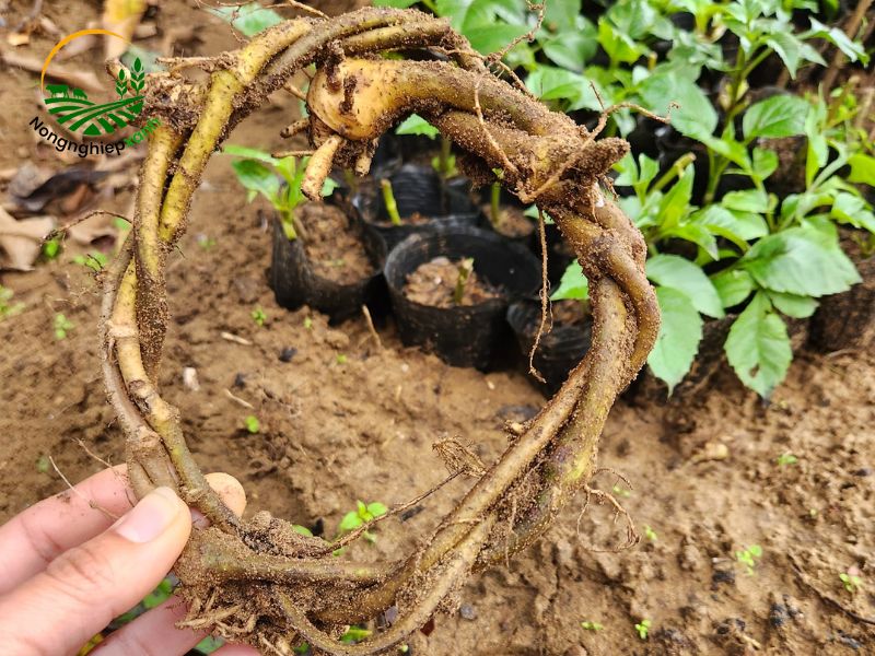 trồng sắn dây xen canh với rau màu