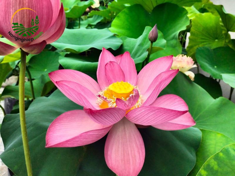 cách trồng sen nước nở hoa to