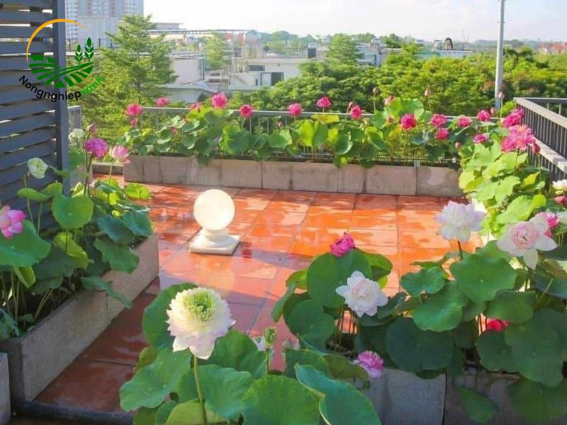 Cách trồng sen trong chậu