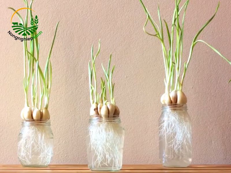 Cách trồng tỏi lấy lá