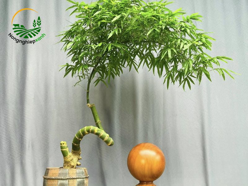 cách trồng tre bonsai