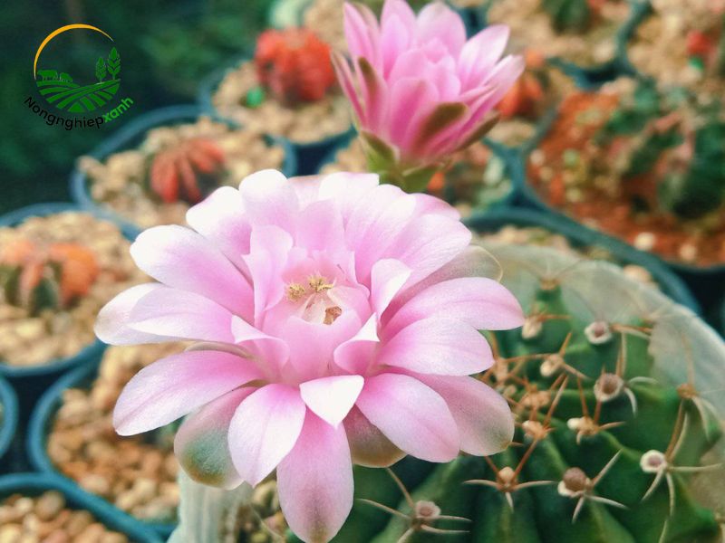 Cách trồng xương rồng
