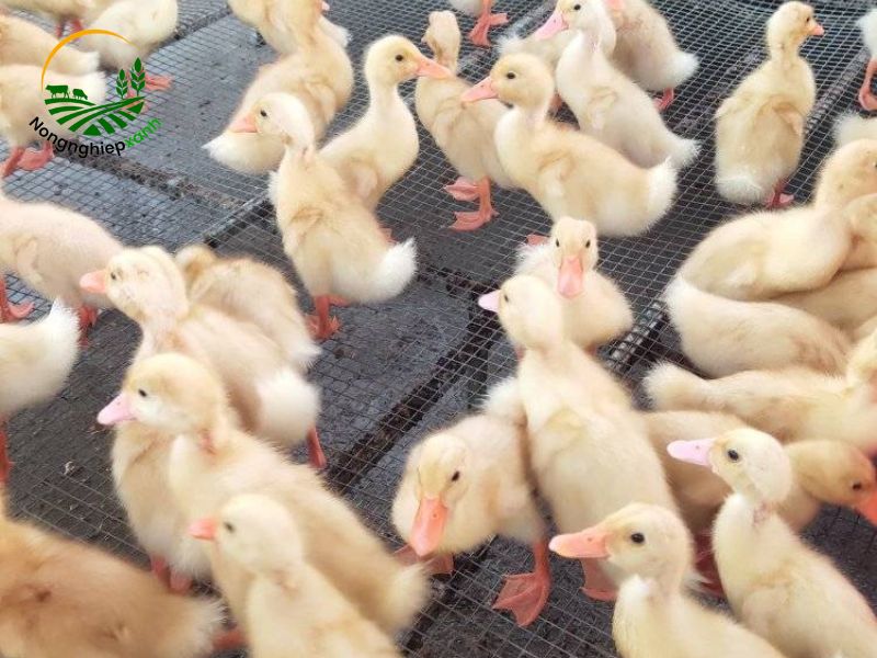 Cách xử lý khi phát hiện vịt tiêu chảy chết hàng loạt