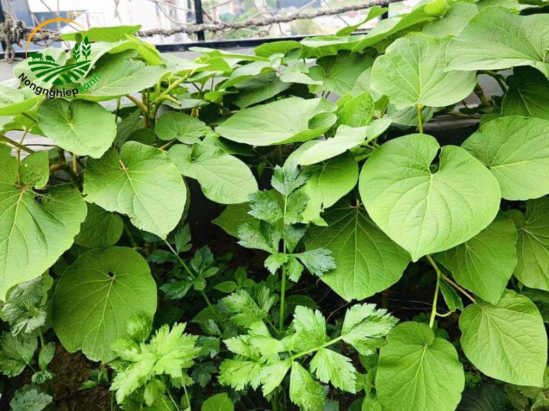 cây dổi ăn lá