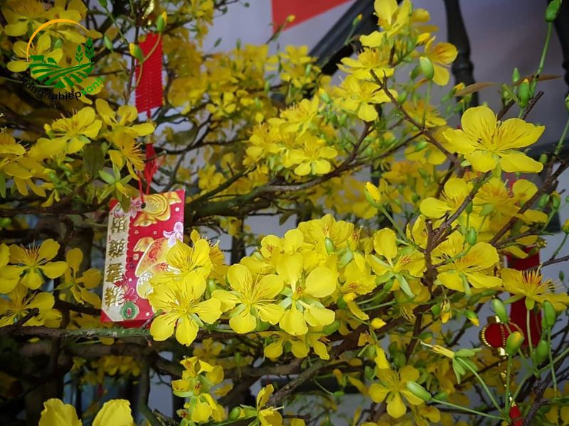 cây mai vàng