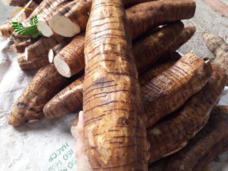 cây sắn dây