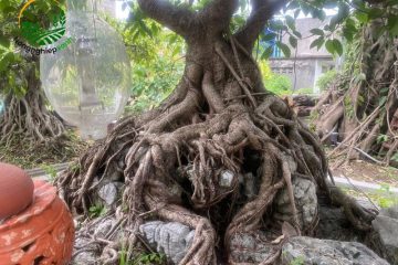 Ý nghĩa phong thủy của cây si trồng trên đá