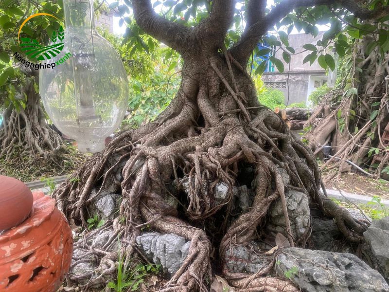 Ý nghĩa phong thủy của cây si trồng trên đá