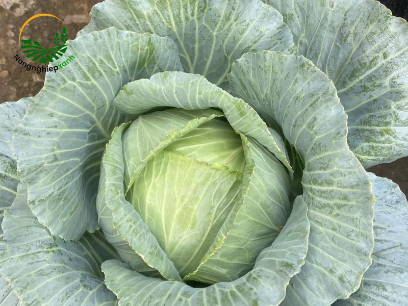 Chăm sóc bắp cải