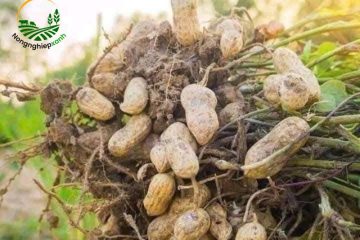 Kỹ thuật chăm sóc cây lạc