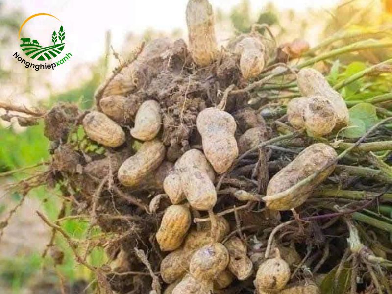 Kỹ thuật chăm sóc cây lạc