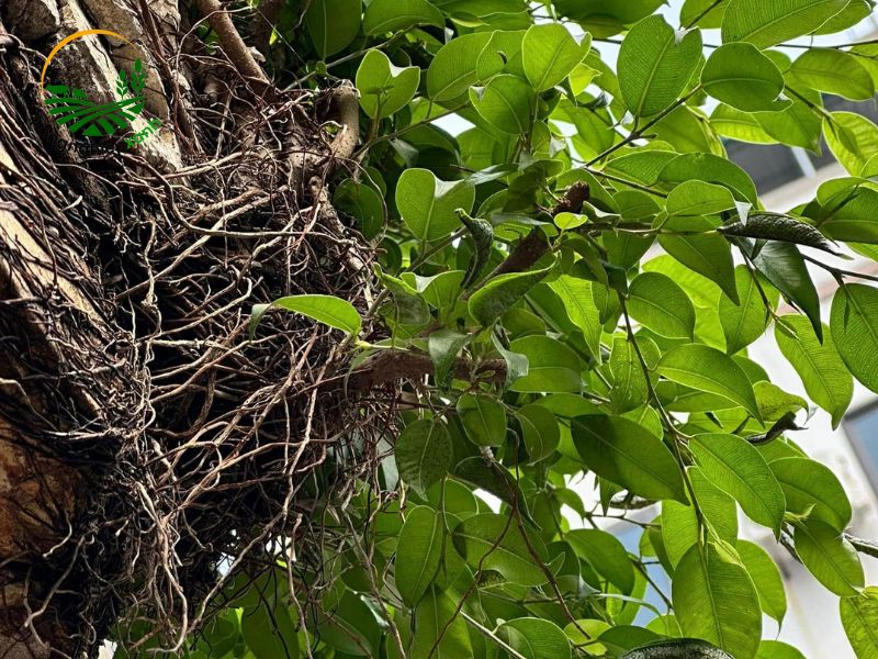 Chăm sóc cây si trên đá sau khi trồng