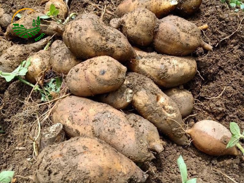 Chăm sóc sâm đất