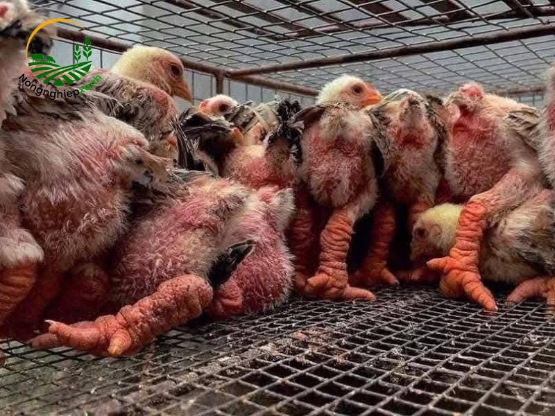 Chọn giống gà Đông Tảo chất lượng