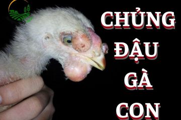 Chủng đậu gà con có tác dụng gì?