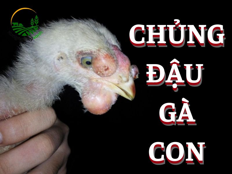 Chủng đậu gà con có tác dụng gì?