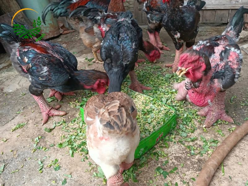 Đặc điểm của gà Đông Tảo chân to
