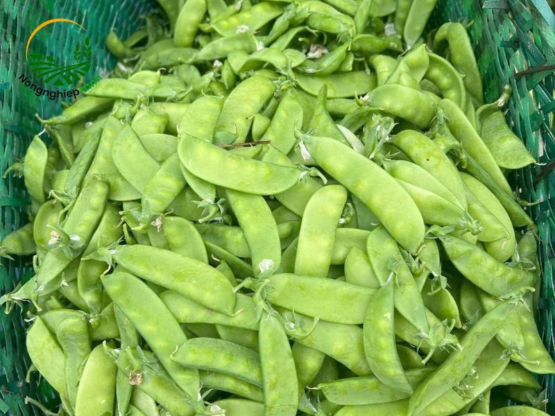 đậu Hà Lan
