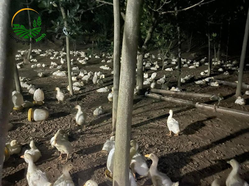 Dấu hiệu nhận biết vịt tiêu chảy chết sớm