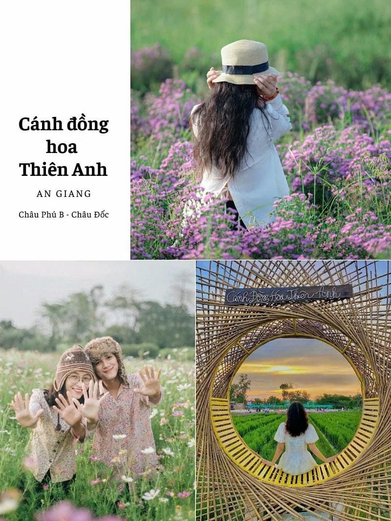 ảnh địa điểm du lịch tại miền tây cánh đồng hoa thiên anh an giang