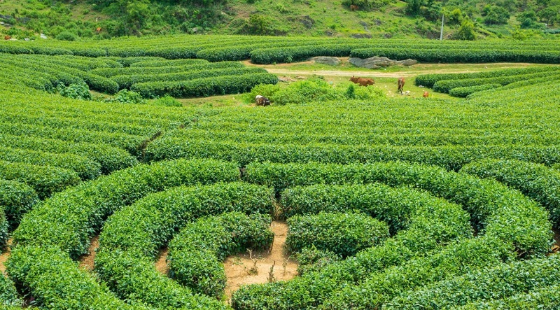 điểm du lịch tại mộc châu đồi chè trái tim