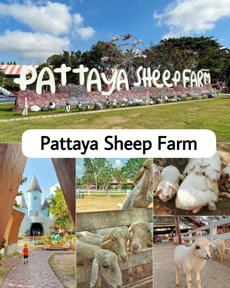 Ảnh các điểm du lịch tại Pattaya Pattaya Sheep Farm