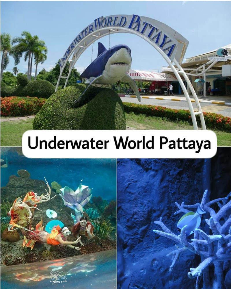Ảnh các điểm du lịch tại Pattaya Underwater World Pattaya