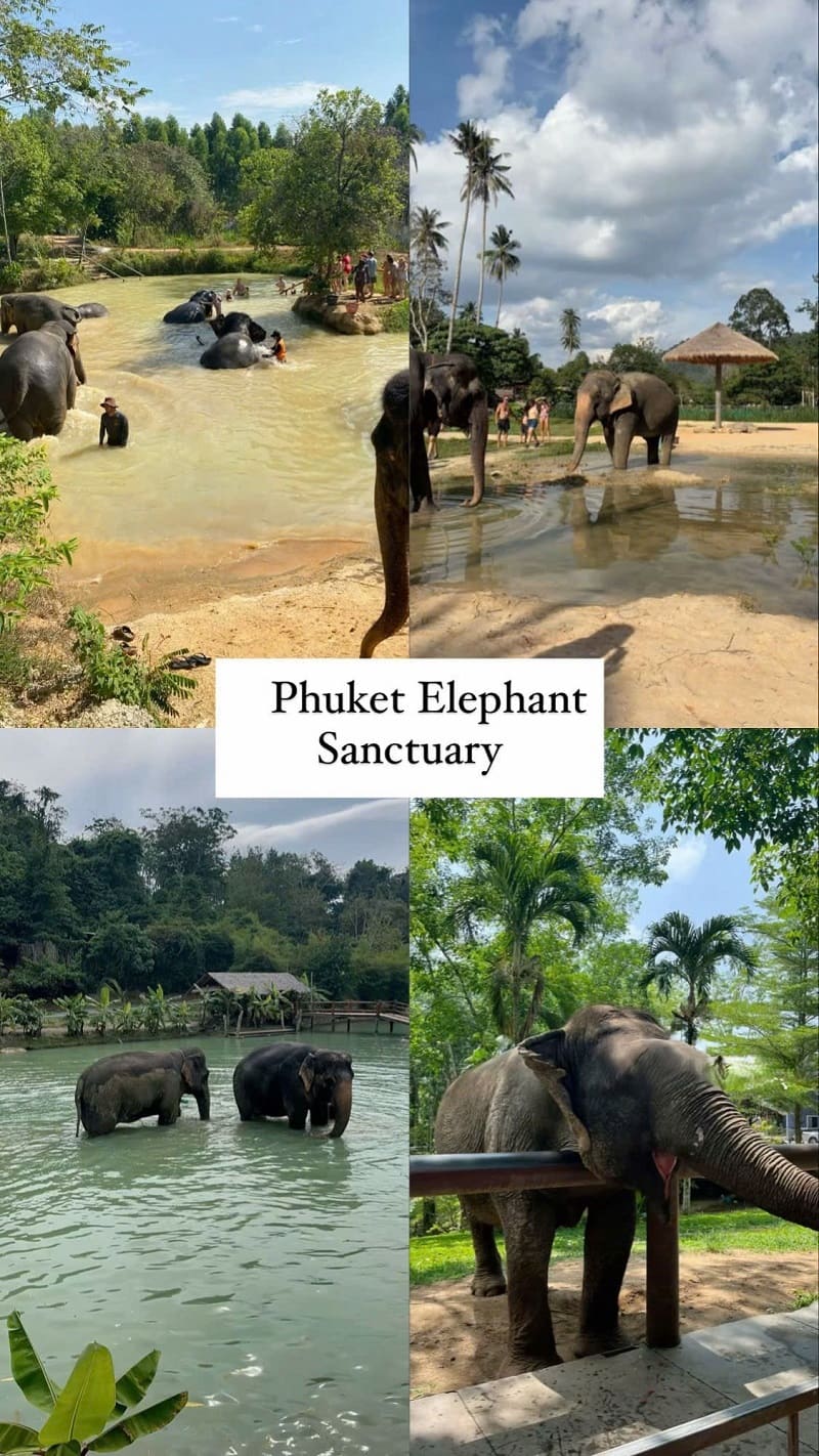 Ảnh các điểm du lịch nổi tiếng tại Phuket Phuket Elephant Sanctuary
