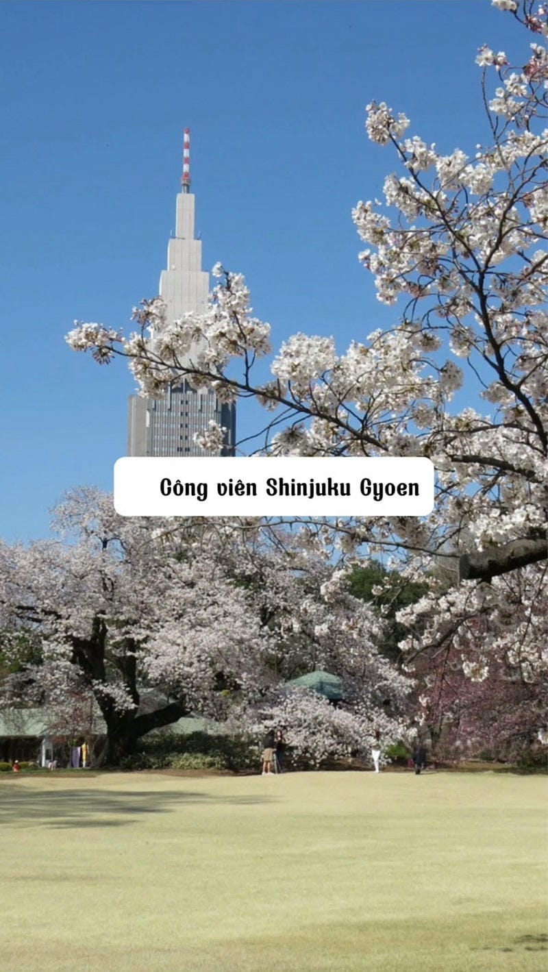 Ảnh các điểm du lịch tại Tokyo Công viên Shinjuku Gyoen