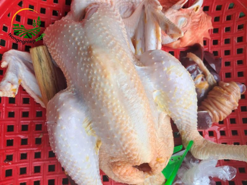 Gà bị thiếu máu có ăn được không?