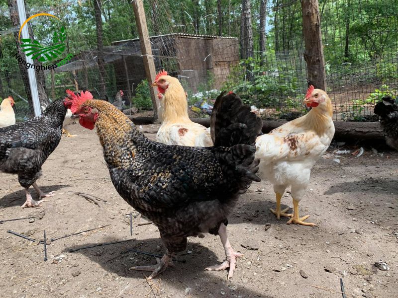 Gà Rhode Island Red