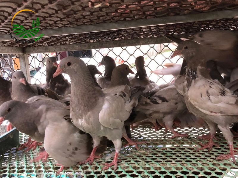 Lưu ý khi ghép đàn chim bồ câu lại sau khi chăm sóc riêng