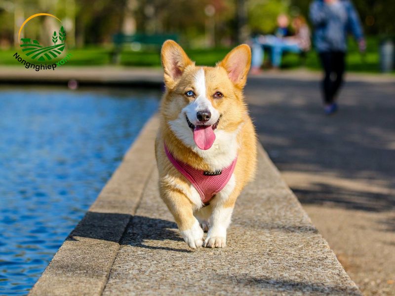 Giai đoạn 5: Sau 1 năm tuổi – Chuyển sang chó trưởng thành